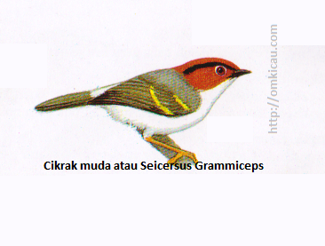 Cikrak muda atau Seicersus Grammiceps - Kepala merah bata, alis hitam, tubuh bawah putihl tunggir putih