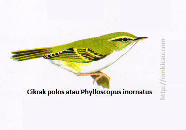 Cikrak polos atau Phylloscopus inornatus - Dua garis sayap dan alis pucat. Kadang-kadang mempunyai setrip mahkota pucat