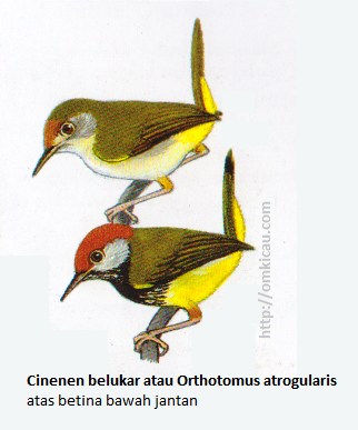 . Cinenen belukar atau Orthotomus atrogularis - Mahkota merah bata, pipi abu-abu, tunggir kuning tua, dada atas bercoret hitam.