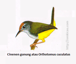 Cinenen gunung atau Orthotomus cuculatus - Kuning jingga, punggung dan sayap zaitun terang, perut dan tunggir kuning.