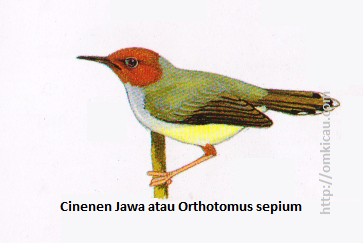 Cinenen Jawa atau Orthotomus sepium - Kepala merah, tubuh atas tersapu zaitun, tubuh bawah kekuningtuaan