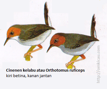 Cinenen kelabu atau Orthotomus ruficeps - Wajah kemerahan, punggung abu-abu, tubuh bawah keabu-abuan.