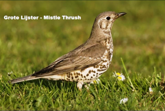 Grote Lijster - Mistle Thrush