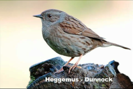 Heggemus -Dunnock