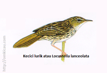 Kecici lurik atau Locustella lanceolata - Lebih kecil daripada Cici belalang, ekor coklat polos, tubuh bawah bercoret.