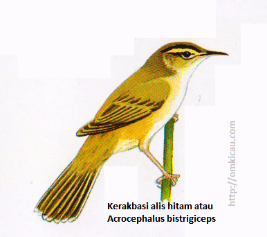 Deskripsi lengkap semua burung Suku Pengicau (Suku Silviidae) u2013 OM 