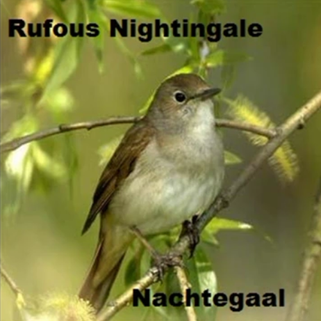 Nachtegaal - Rufous Nightingale