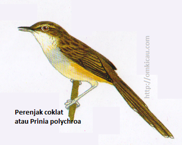 Perenjak coklat atau Prinia polychroa - Tubuh atas berbintik cokiat, dada keabu-abuan pucat, perut kekuningtuaan.