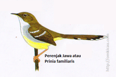 Perenjak Jawa atau Prinia familiaris - Bagian atas zaitun, perut kuning dan dua garis sayap putih.