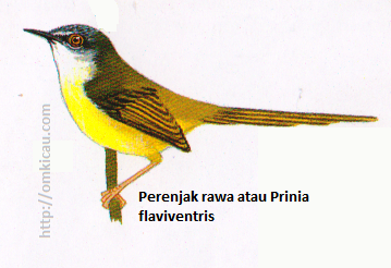 Perenjak rawa atau Prinia flaviventris - Kepala abu-abu, alis pendek pucat, tenggorokan putih, perut kuning, tidak ada garis di sayap.