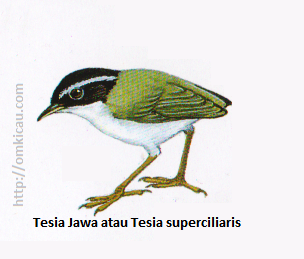 Tesia Jawa atau Tesia superciliaris - Berukuran sangat kecil, terlihat tanpa ekor. Kepala hitam dengan alis abu-abu atau tubuh bawah tergambar terlalu putih.