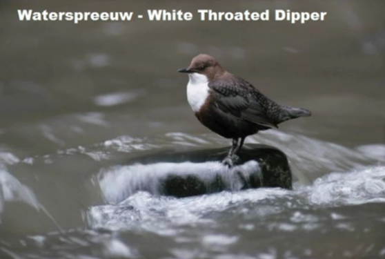 Waterspreeuw - White Throated Dipper