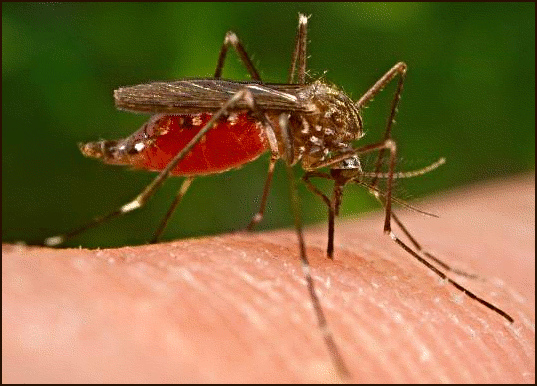 Nyamuk - salah satu penyebar virus west nile - West Nile Virus