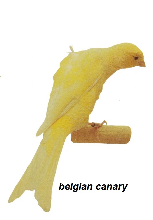 Burung kenari belgia - belgian canary