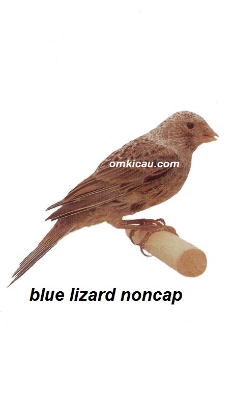 Burung kenari blue lizard noncap