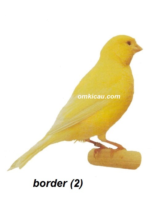Burung kenari border 2