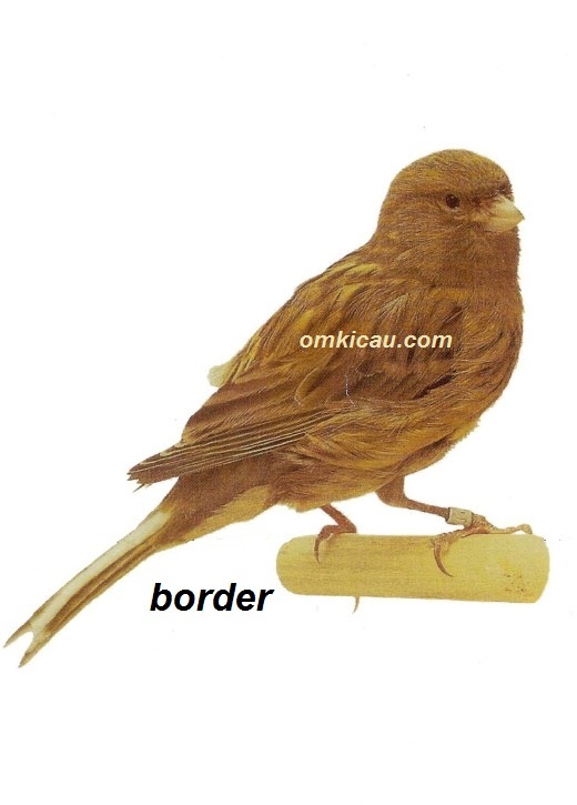 Burung kenari border