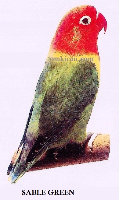 Galeri 36 lovebird warna ngetrend pertengahan 2012 Sable 