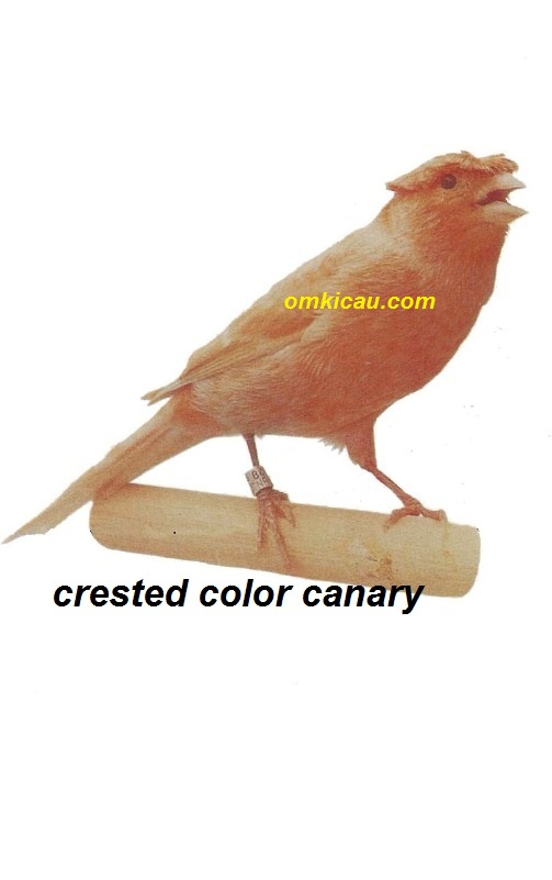 Burung kenari crested color