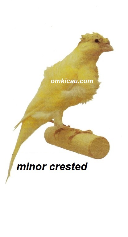 Burung kenari crested minor
