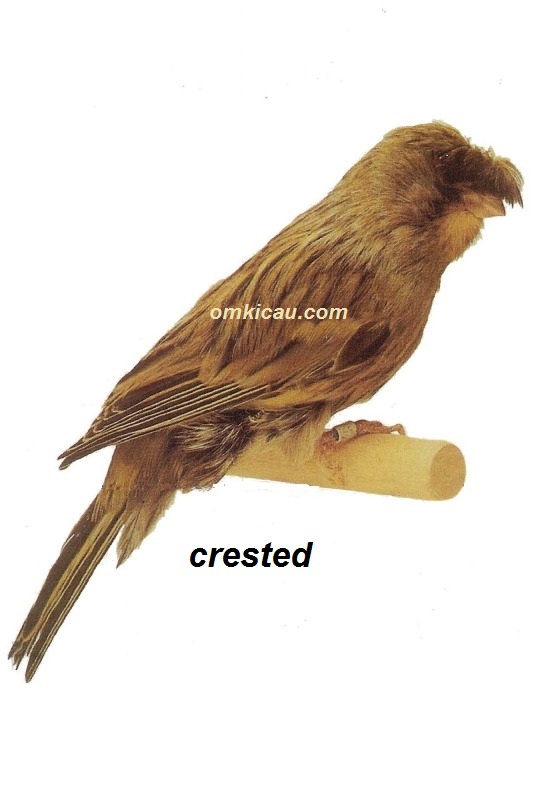 Burung kenari crested