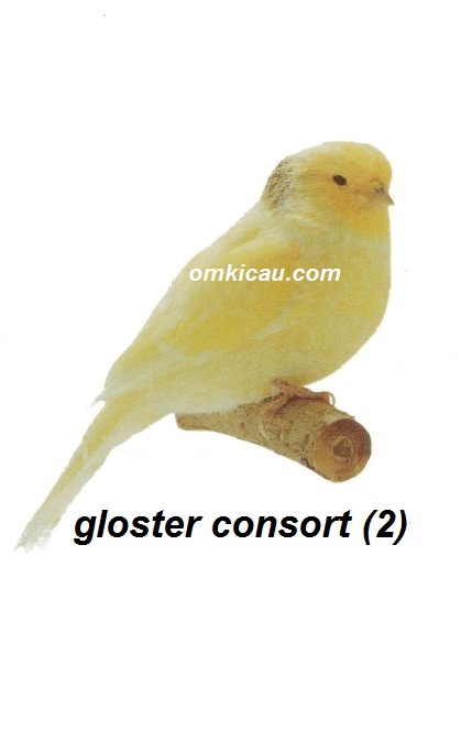 Burung kenari gloster consort 2