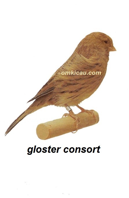 Burung kenari gloster consort