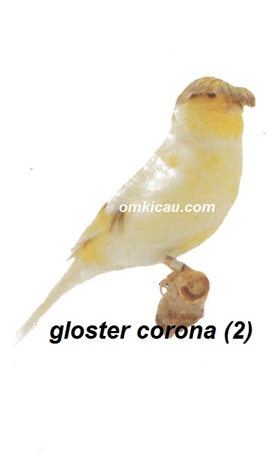 Burung kenari gloster corona 2