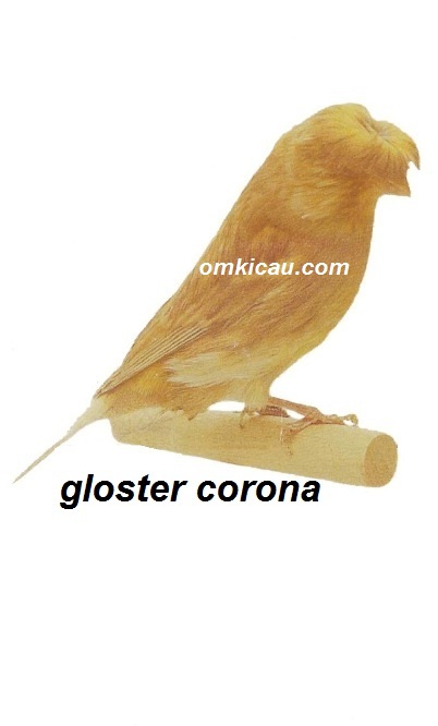 Burung kenari gloster corona