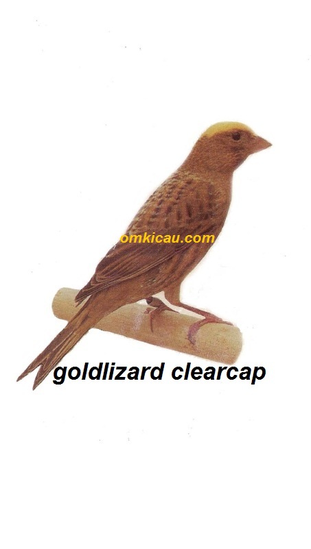 Burung kenari goldlizard clearcap