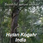 Suasana Hutan Kogahr India