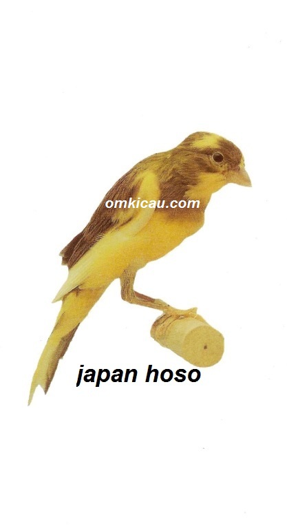 Burung kenari japan hoso