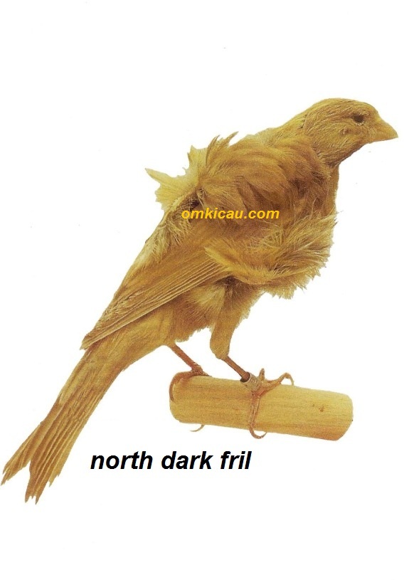 Burung kenari north dark fril