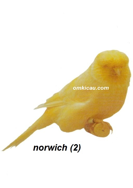 Burung kenari norwich 2