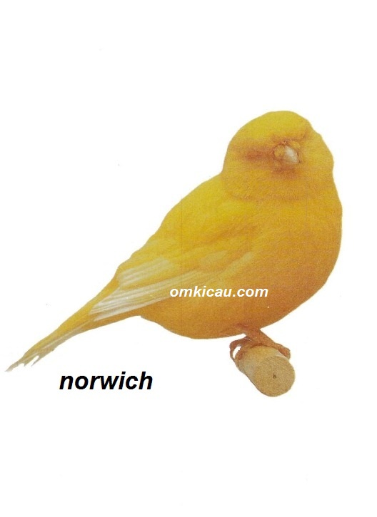 Burung kenari norwich