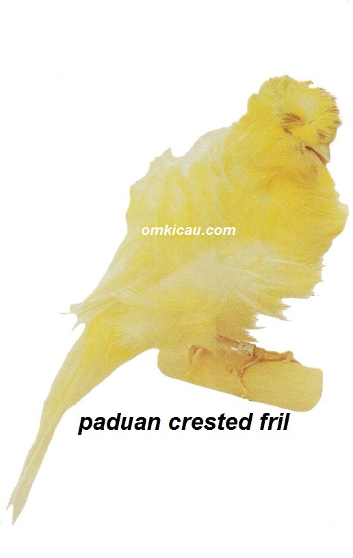 Burung kenari paduan crested fril