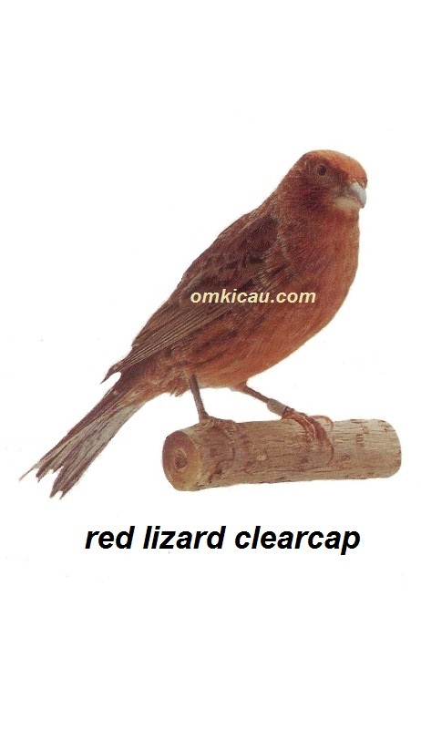 Burung kenari red lizard clearcap