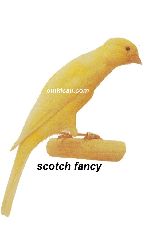 Burung kenari scotch fancy