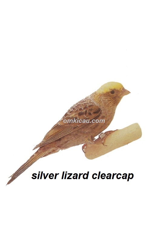 Burung kenari silver lizard clearcap