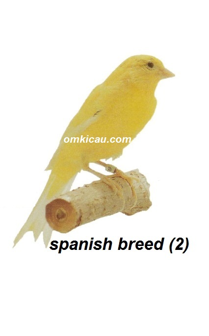 Burung kenari spanish breed 2