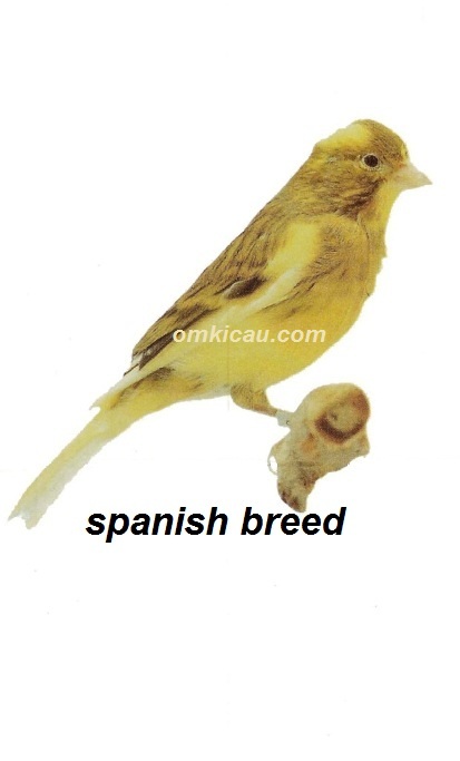 Burung kenari spanish breed