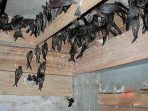 dowload suara burung walet