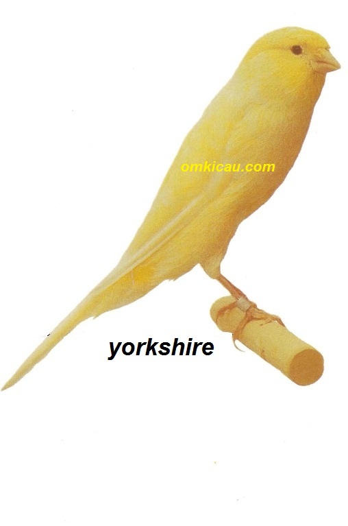 Burung kenari yorkshire