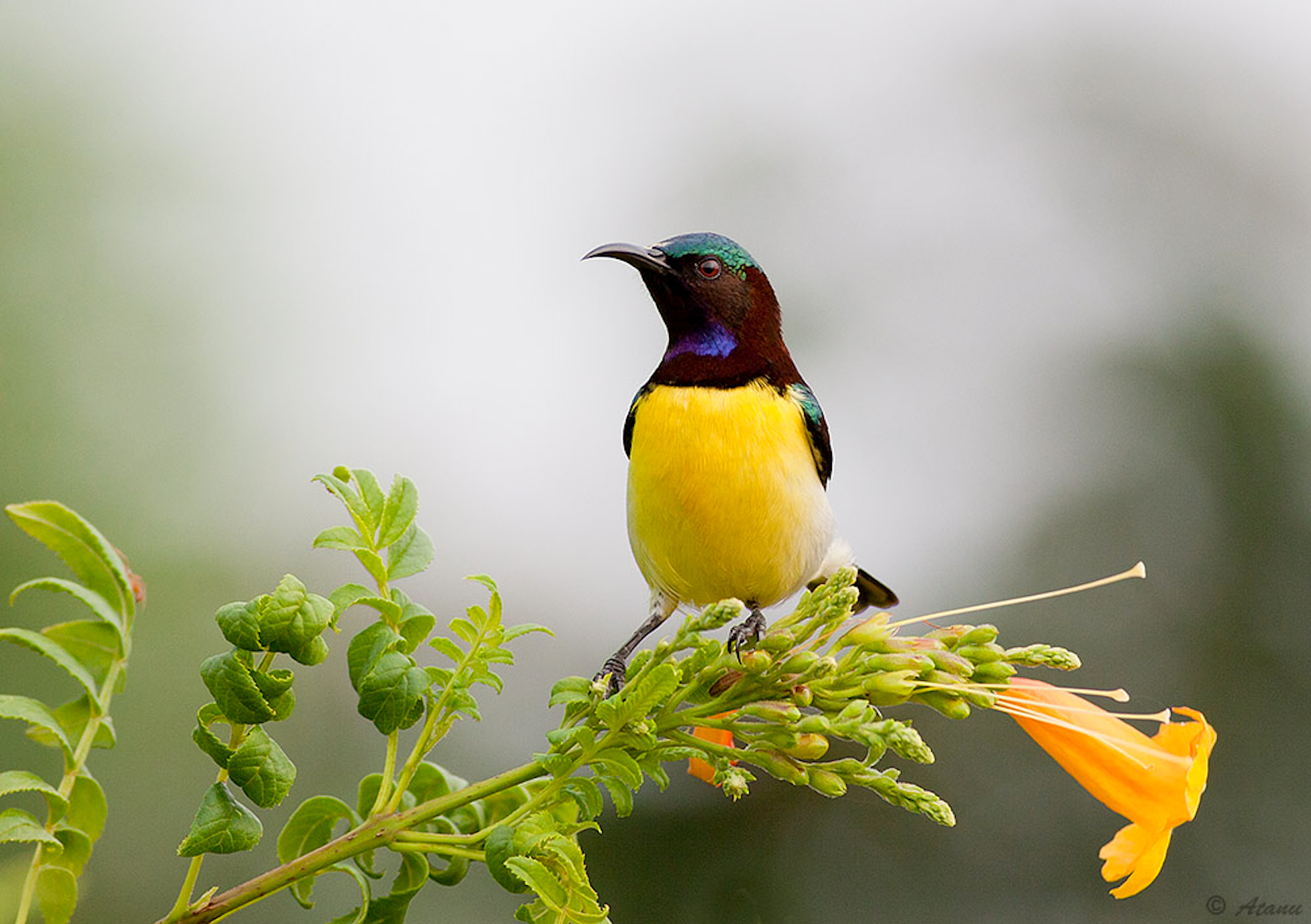 Foto Eksotik Burung Burung Liar Top 25 Wild Bird Photographs Of