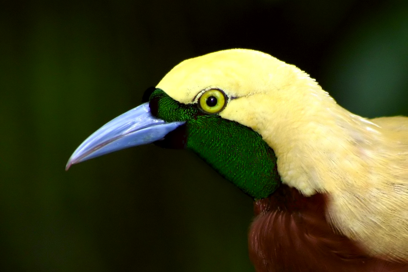 Foto Eksotik Burung Burung Liar Top 25 Wild Bird Photographs Of