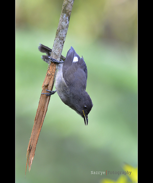 burung murai besi - murai air - air mancur - Long tailed Sibia - Heterophasia picaoides (12)