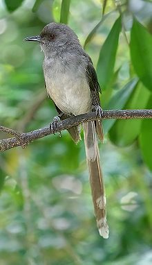 burung murai besi - murai air - air mancur - Long tailed Sibia - Heterophasia picaoides (2)