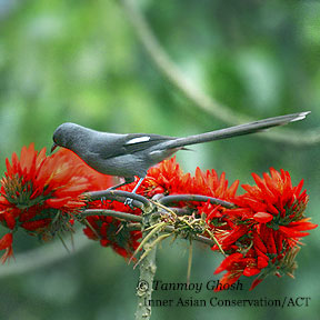 burung murai besi - murai air - air mancur - Long tailed Sibia - Heterophasia picaoides (8)