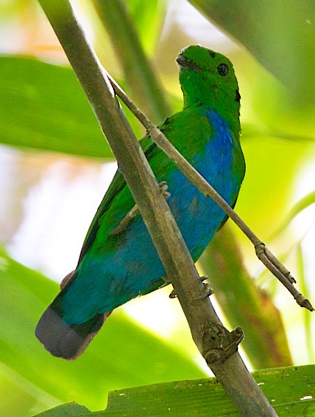 Calyptomena hosii atau burung Madi-hijau Perut-biru