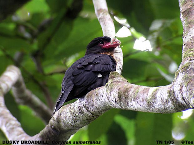 Corydon sumatranus atau burung Madi Hitam
